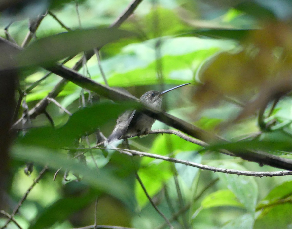 Прямоклювый колибри-отшельник - ML177771911