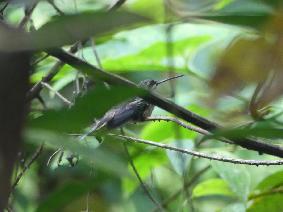 kolibřík šídlozobý - ML177771951