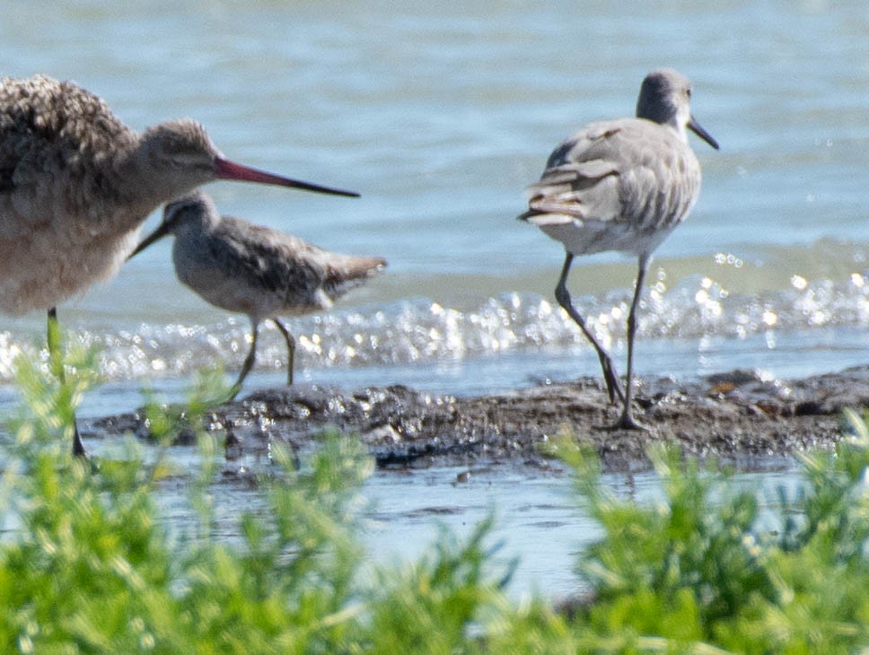 Long-billed Dowitcher - ML177773821