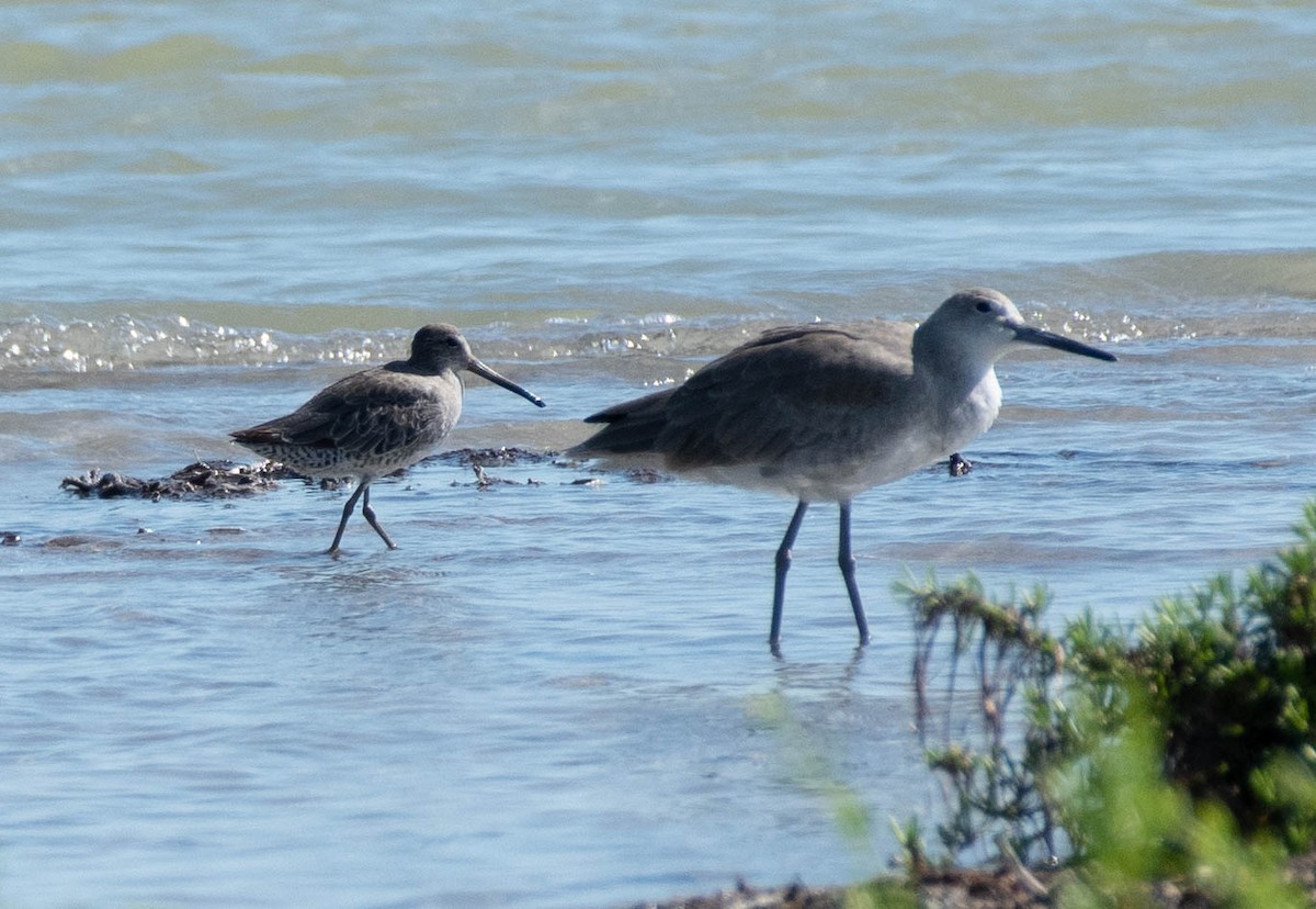 Long-billed Dowitcher - ML177774211