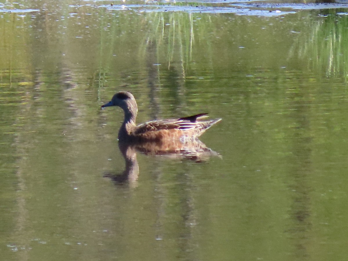 American Wigeon - ML177774331