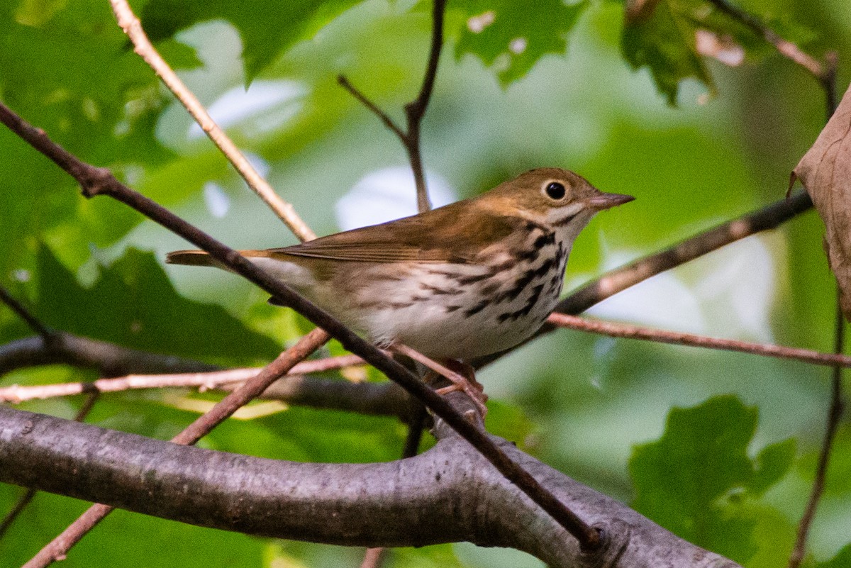 Ovenbird - ML177774661