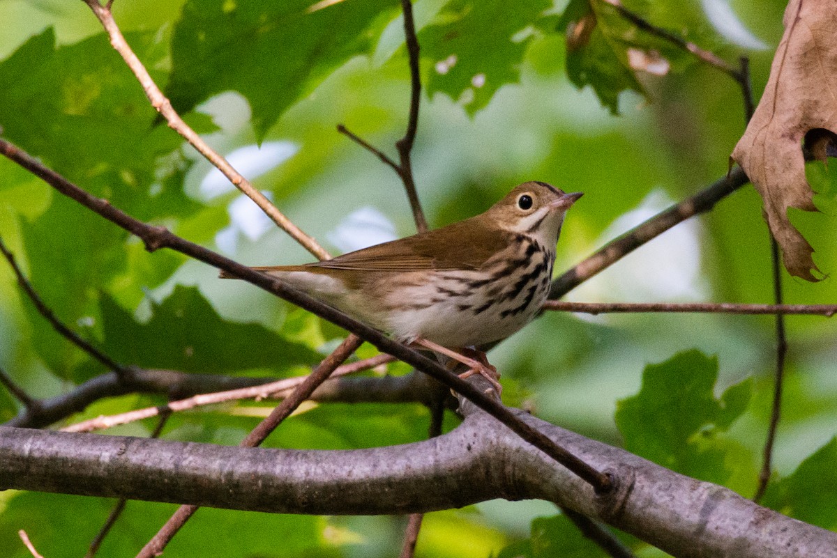 Ovenbird - ML177774741