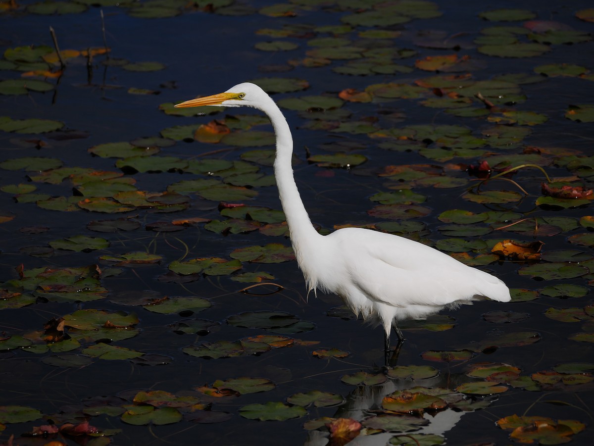 Great Egret - Rob Edsall