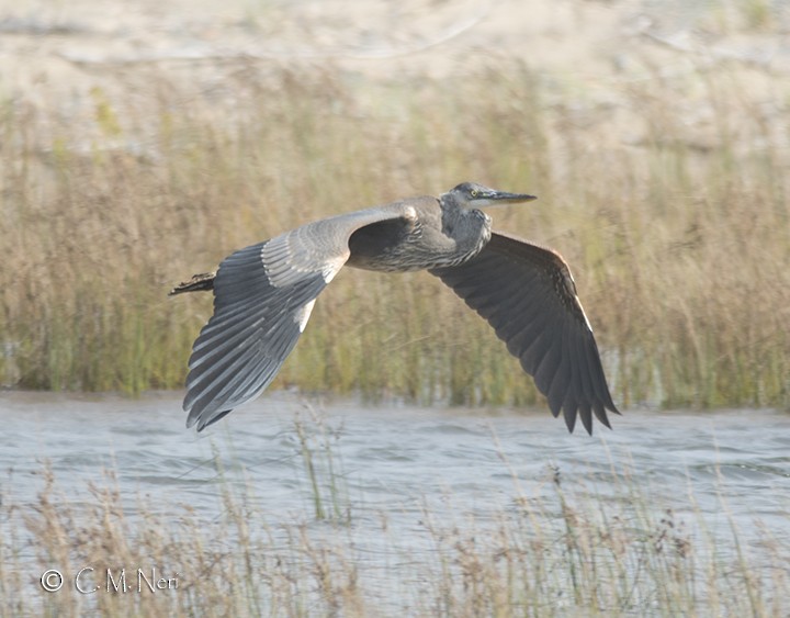 Great Blue Heron - ML177775931