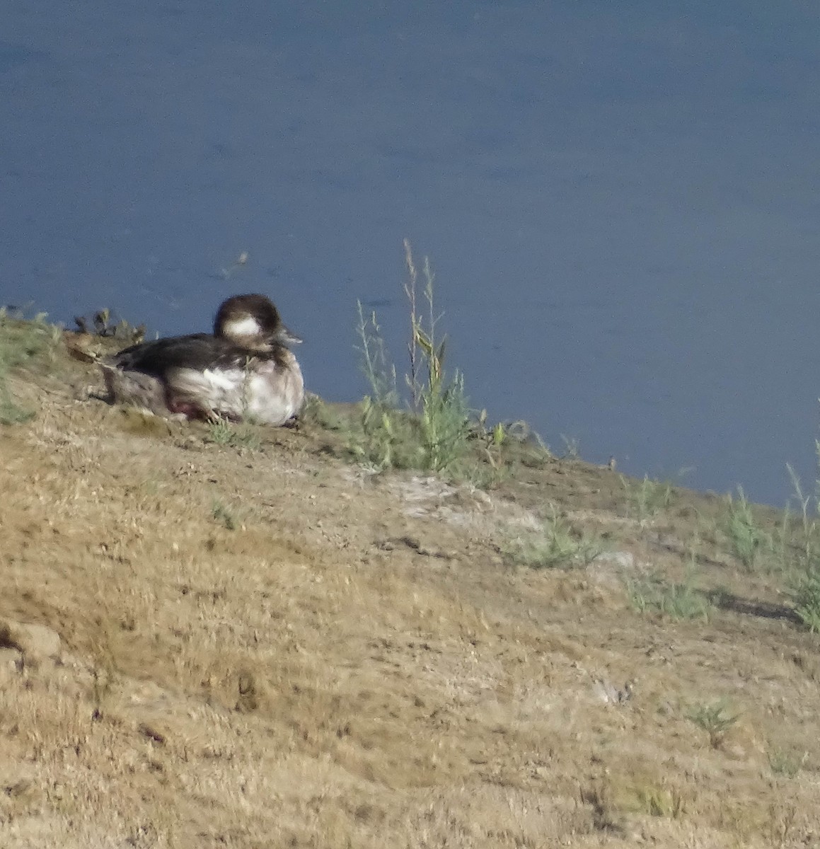 Bufflehead - ML177776061