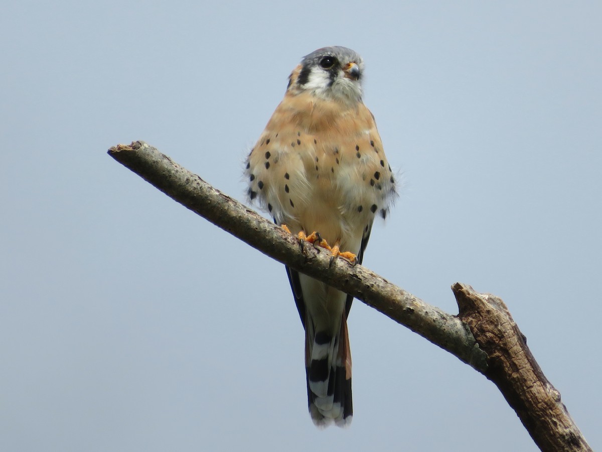 American Kestrel - ML177776441