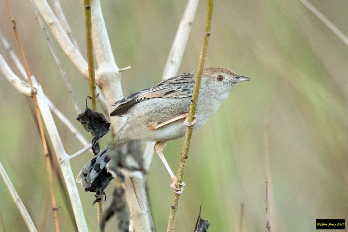 Rattling Cisticola - ML177778991