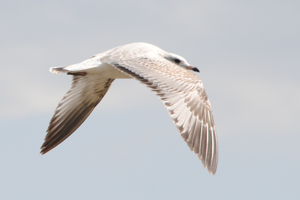 Ring-billed Gull - Joshua  Smith