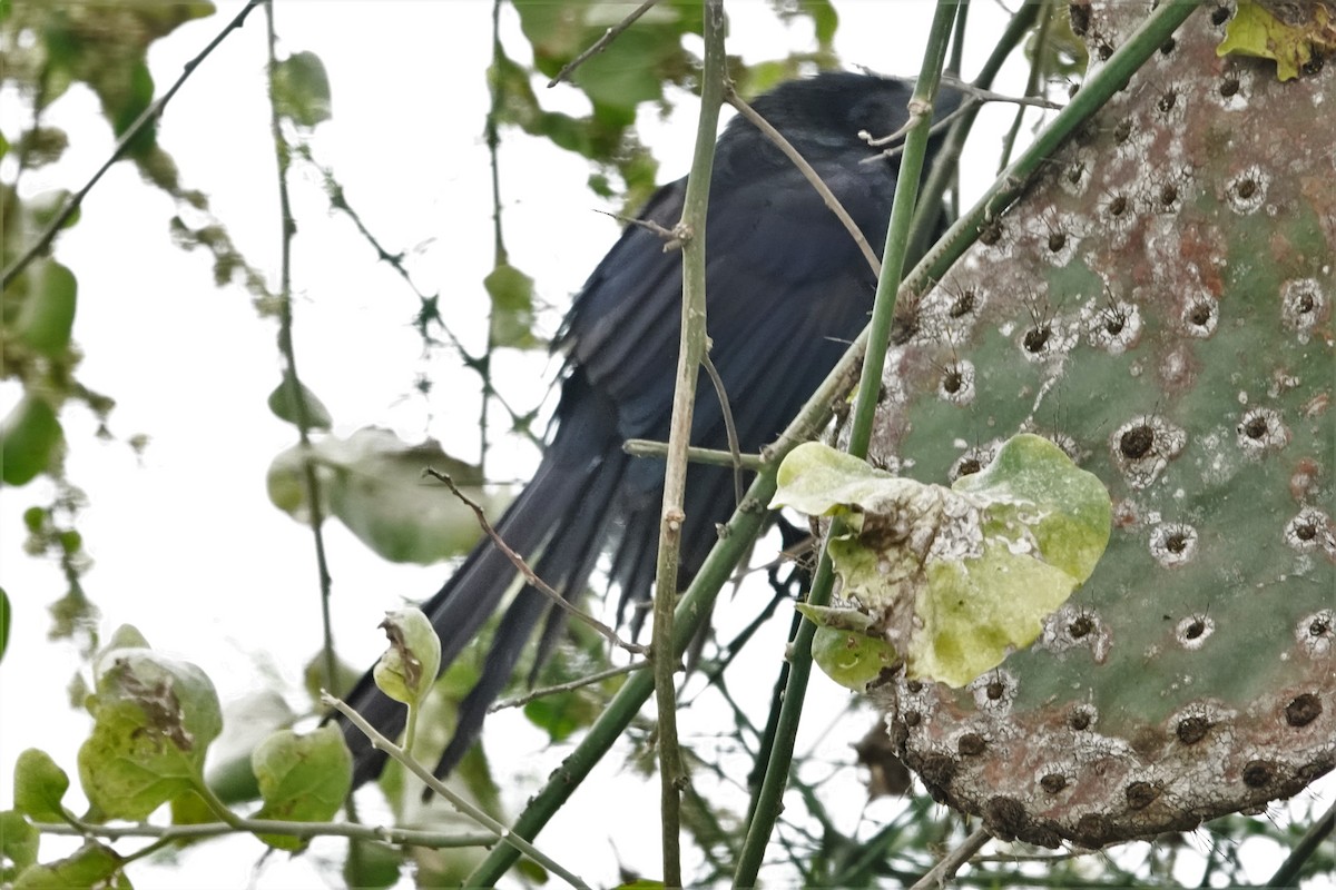 Smooth-billed Ani - Dick Plambeck