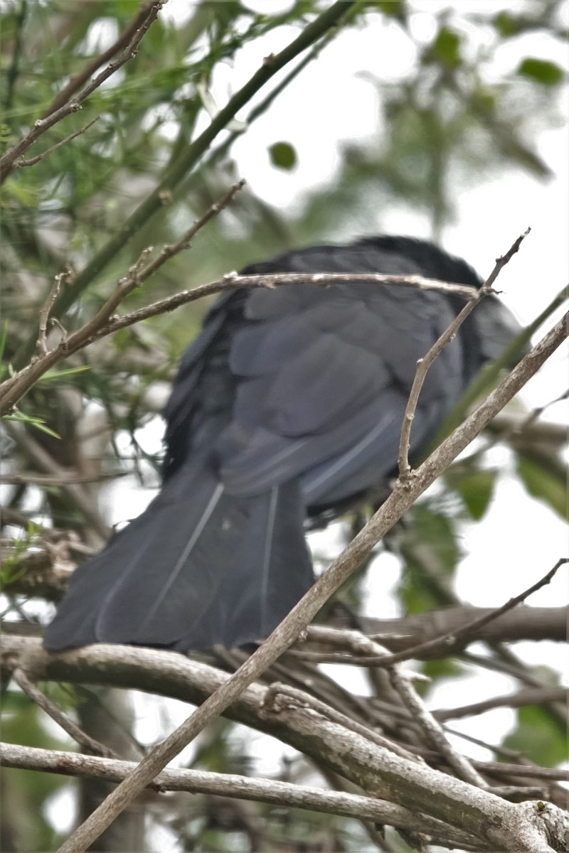 Smooth-billed Ani - ML177780551