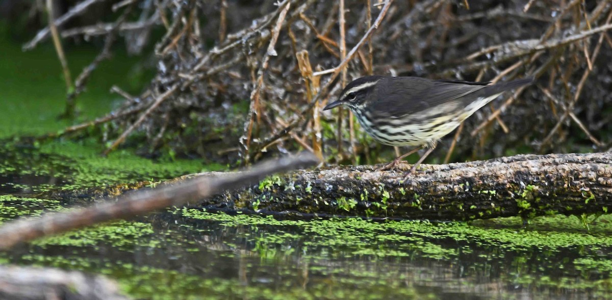 Northern Waterthrush - ML177784881