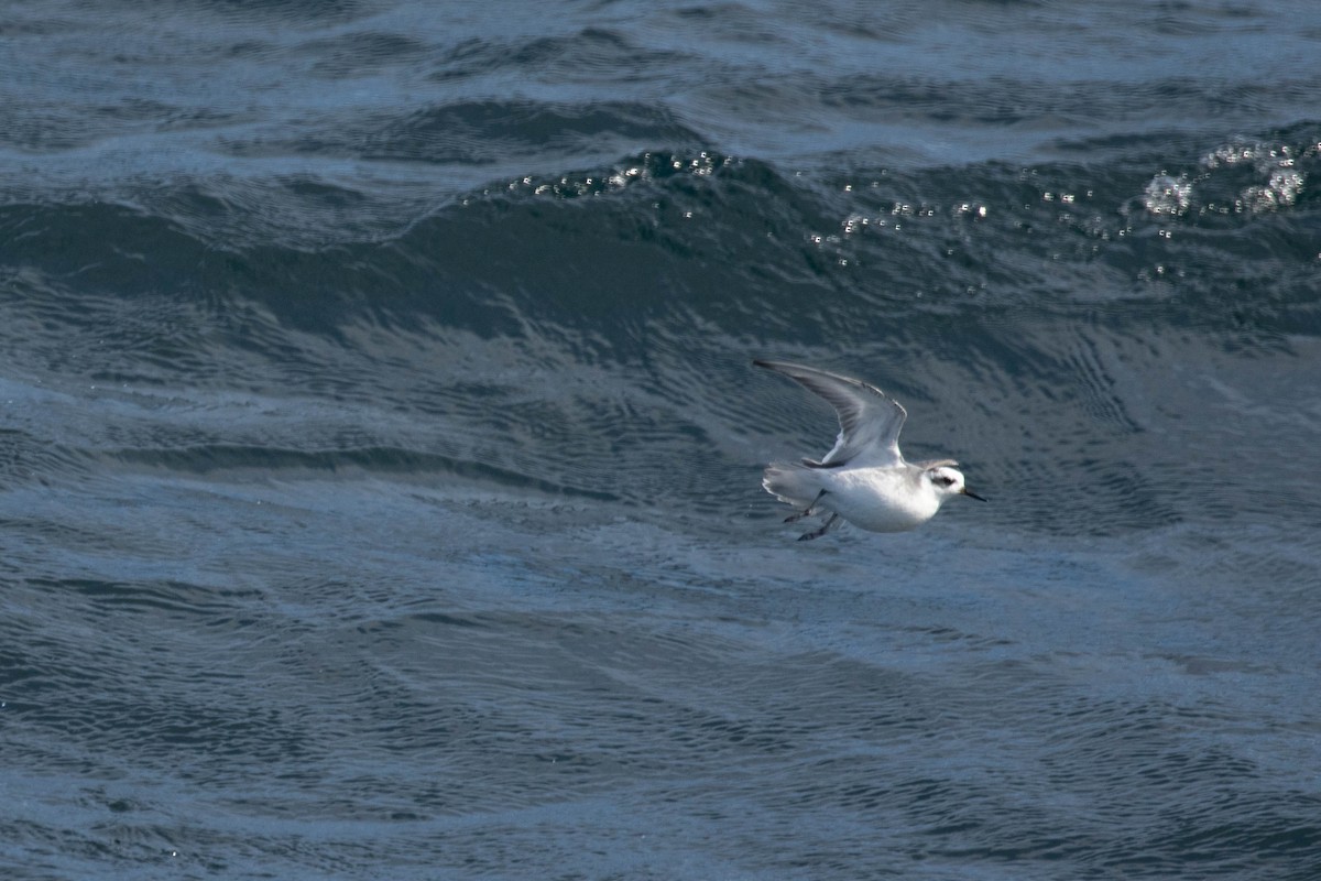 Red Phalarope - ML177785111