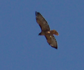 Red-tailed Hawk - ML177787011