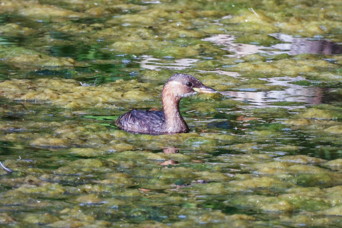 Little Grebe - ML177787451