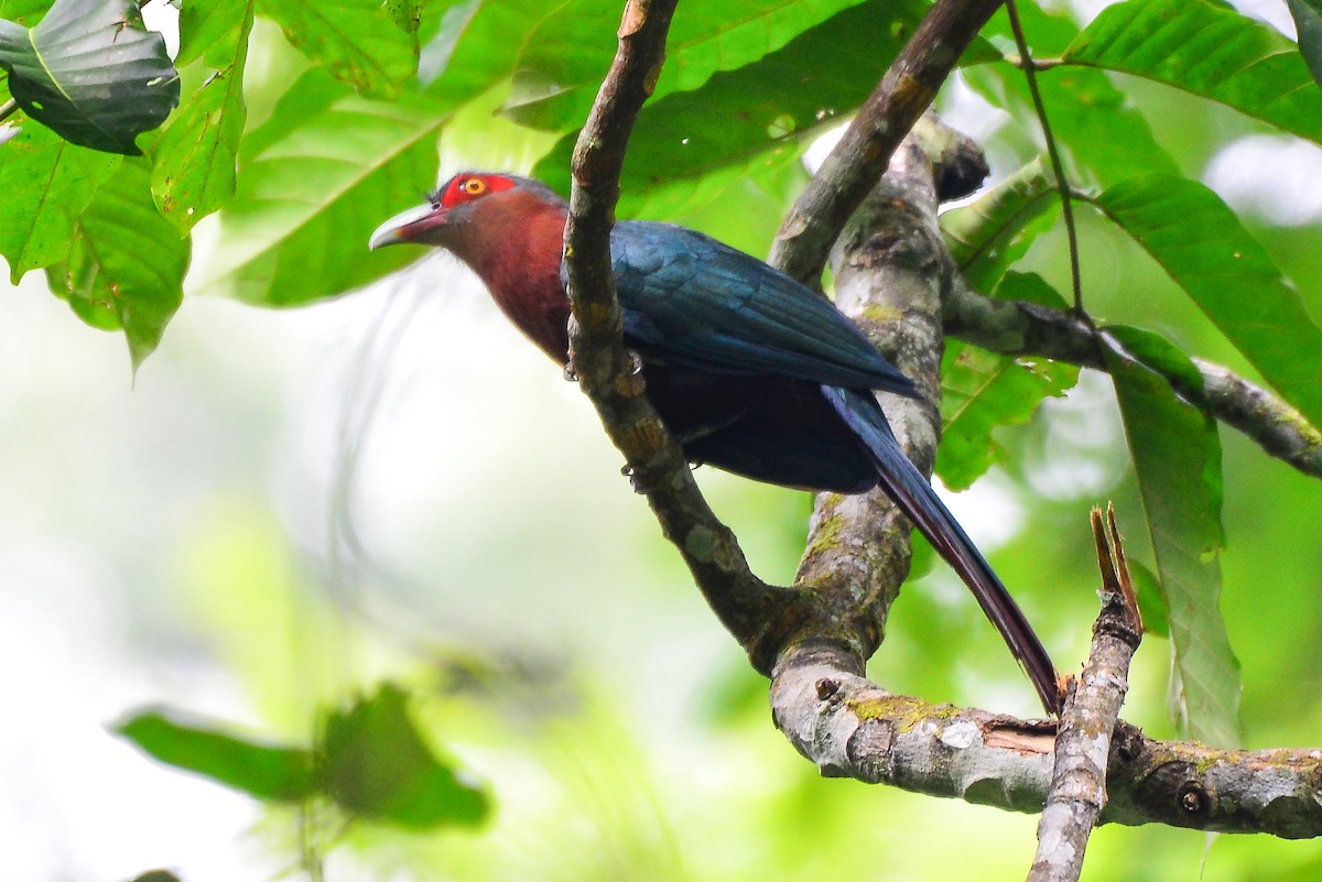 Chestnut-breasted Malkoha - Harn Sheng Khor