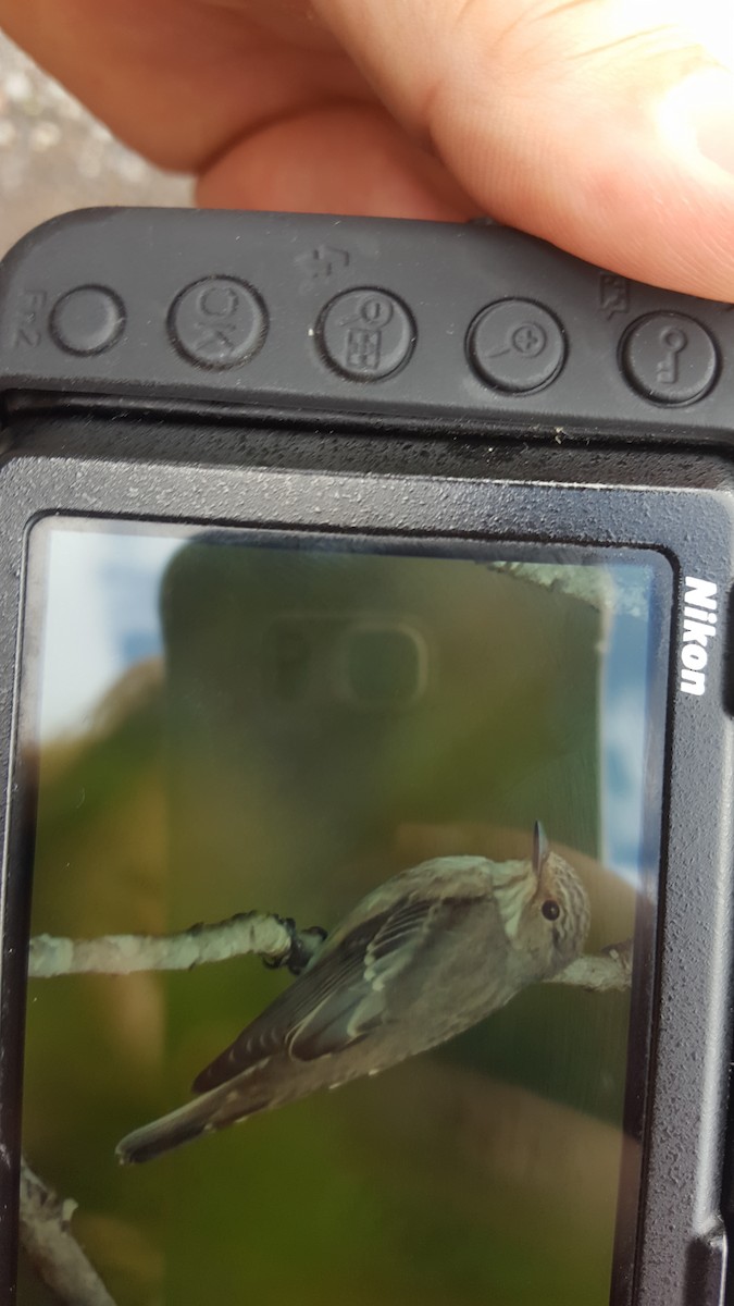Spotted Flycatcher - ML177787961