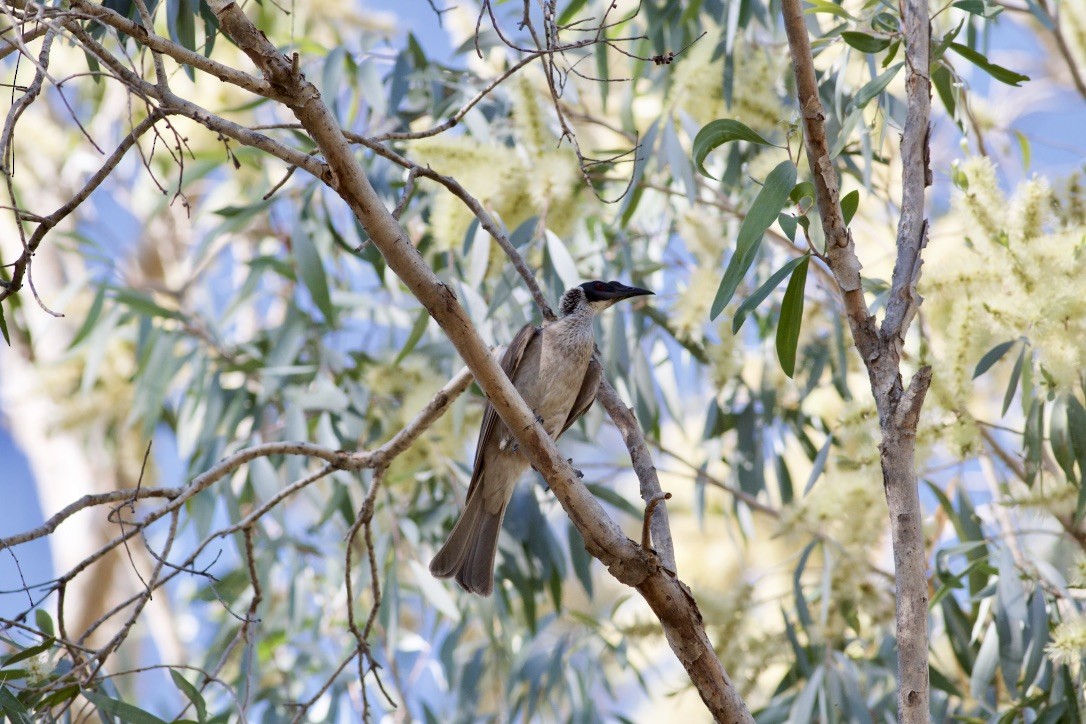 Silver-crowned Friarbird - ML177789161
