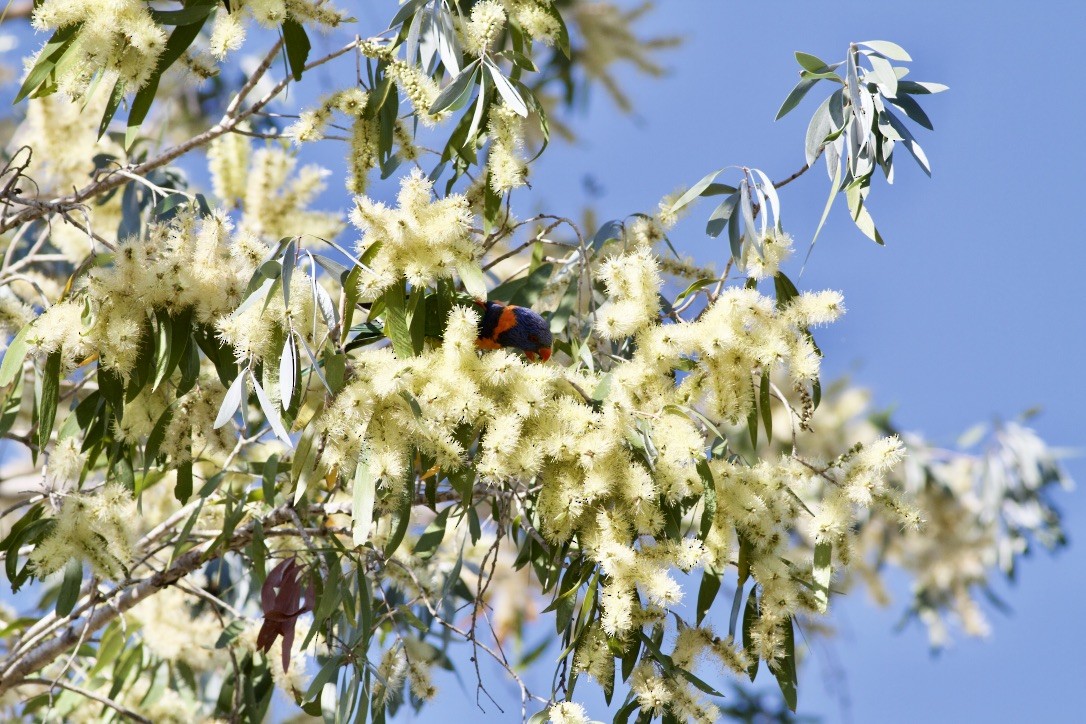 Red-collared Lorikeet - ML177789221