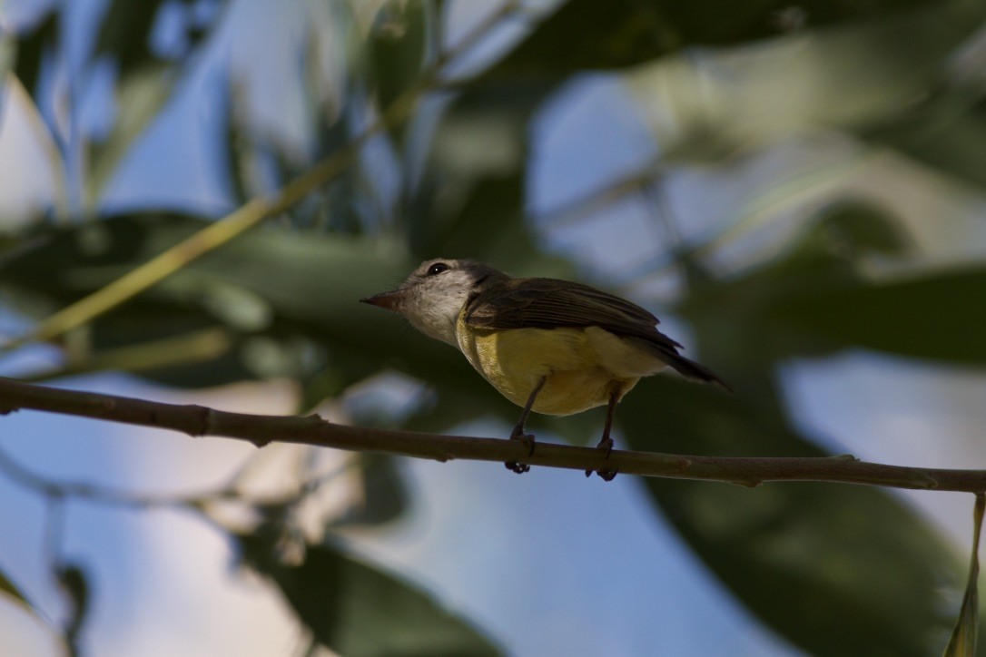 Lemon-bellied Flyrobin (Lemon-bellied) - ML177789261