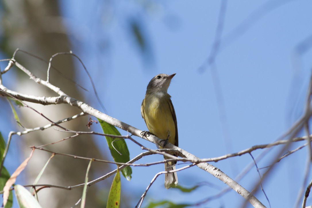 Lemon-bellied Flyrobin (Lemon-bellied) - ML177789291