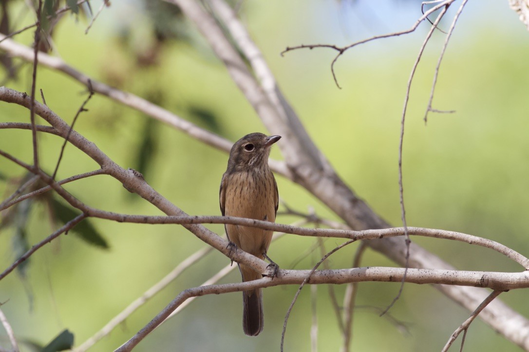 Rufous Whistler - ML177789461