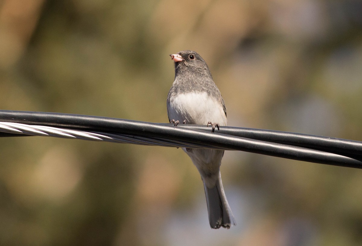 Junco Ojioscuro (hyemalis/carolinensis) - ML177789471