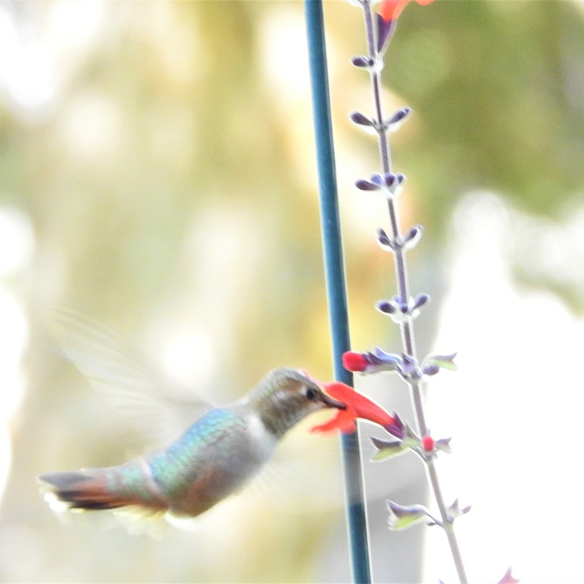 Rufous Hummingbird - ML177789751
