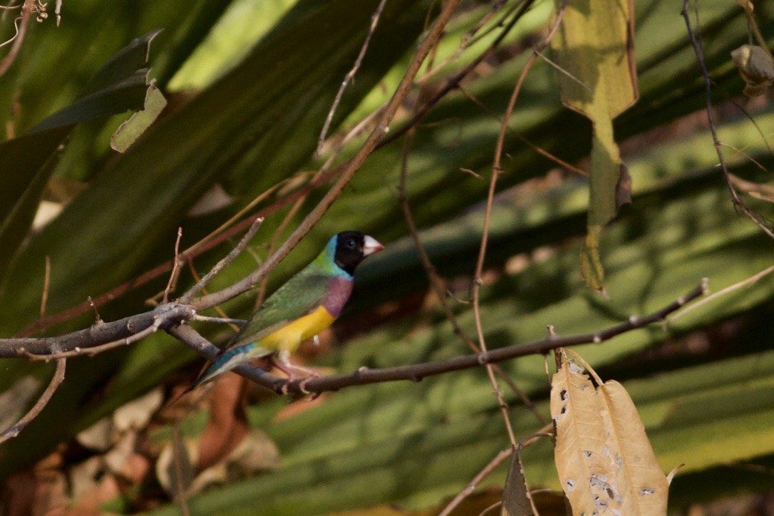 Gouldian Finch - ML177789931