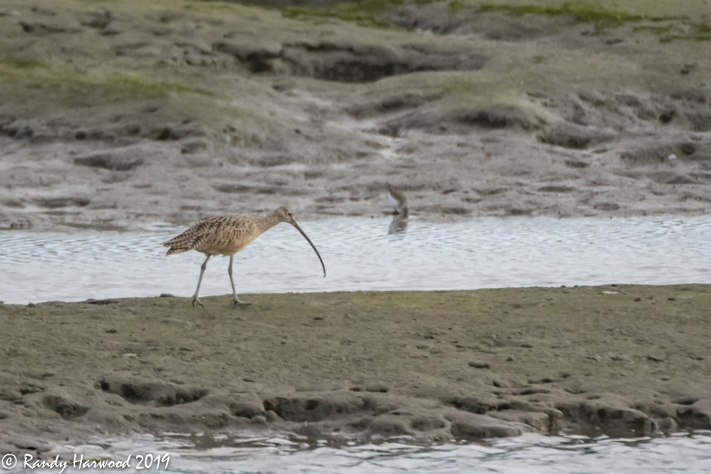 Long-billed Curlew - ML177790421
