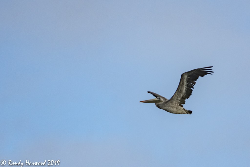 Brown Pelican - Randy Harwood