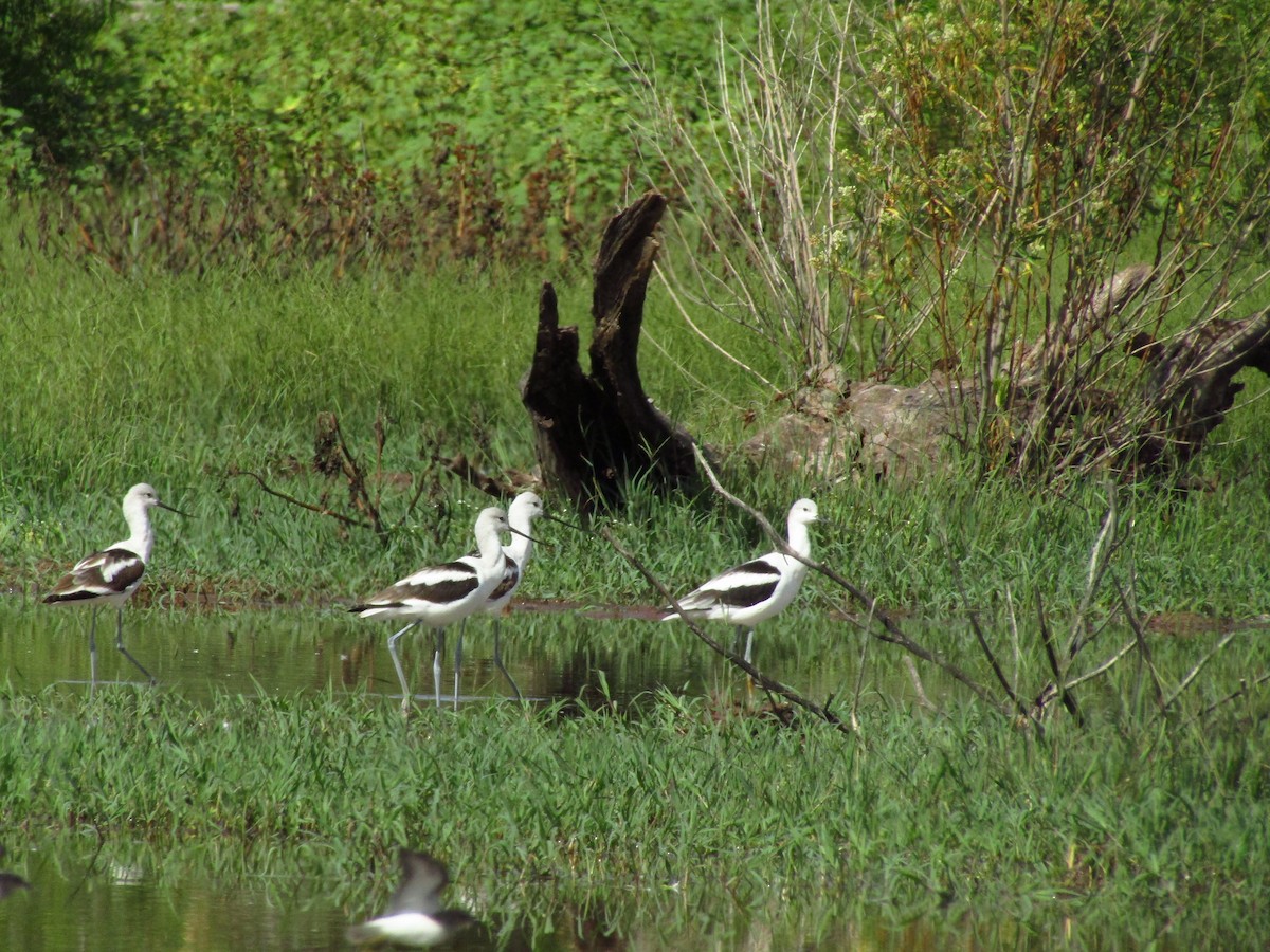 American Avocet - ML177791631