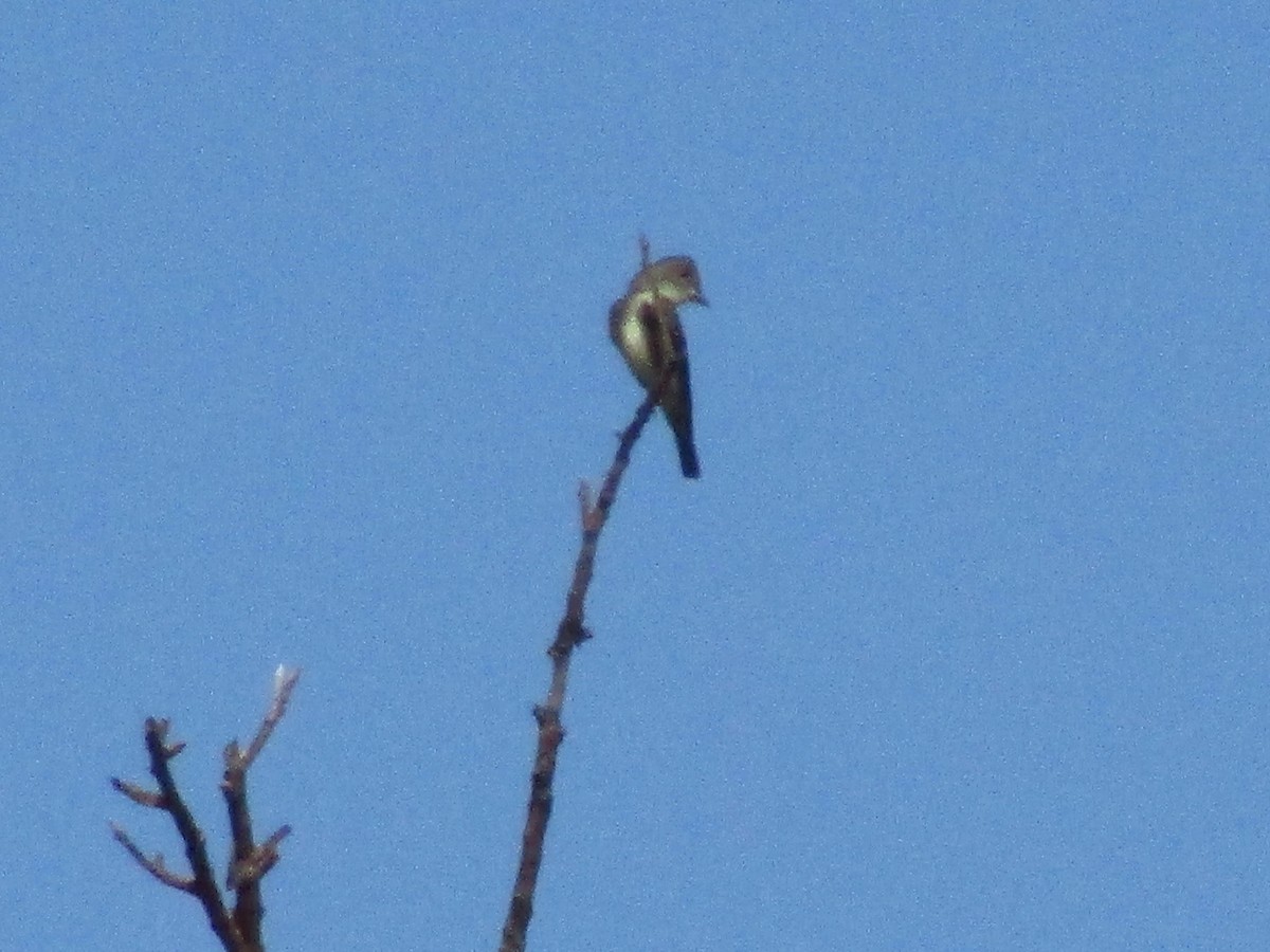 Olive-sided Flycatcher - ML177793421