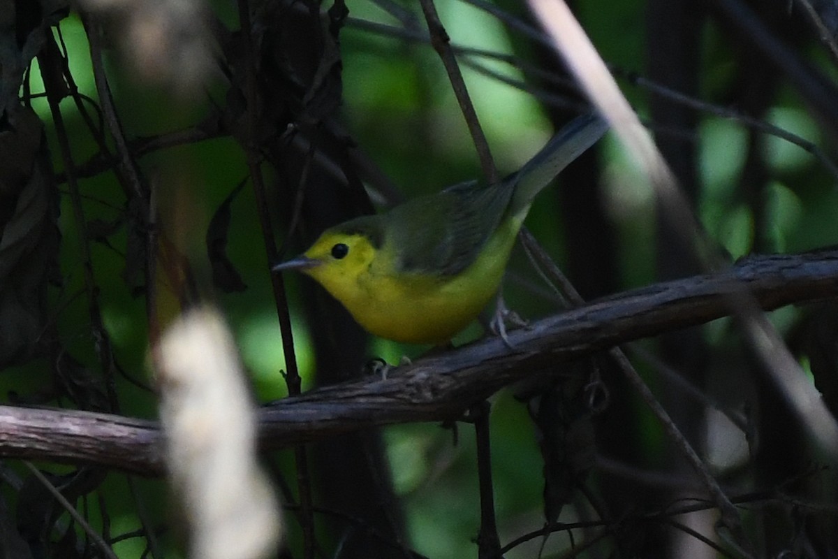 Hooded Warbler - josh Ketry