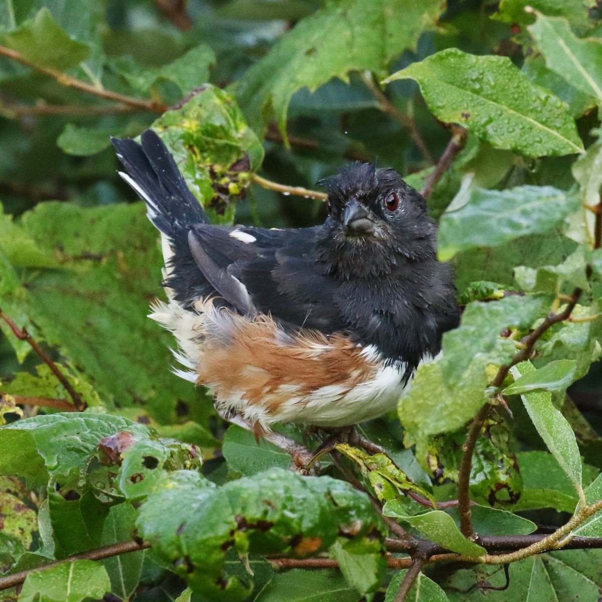 Eastern Towhee - ML177794571