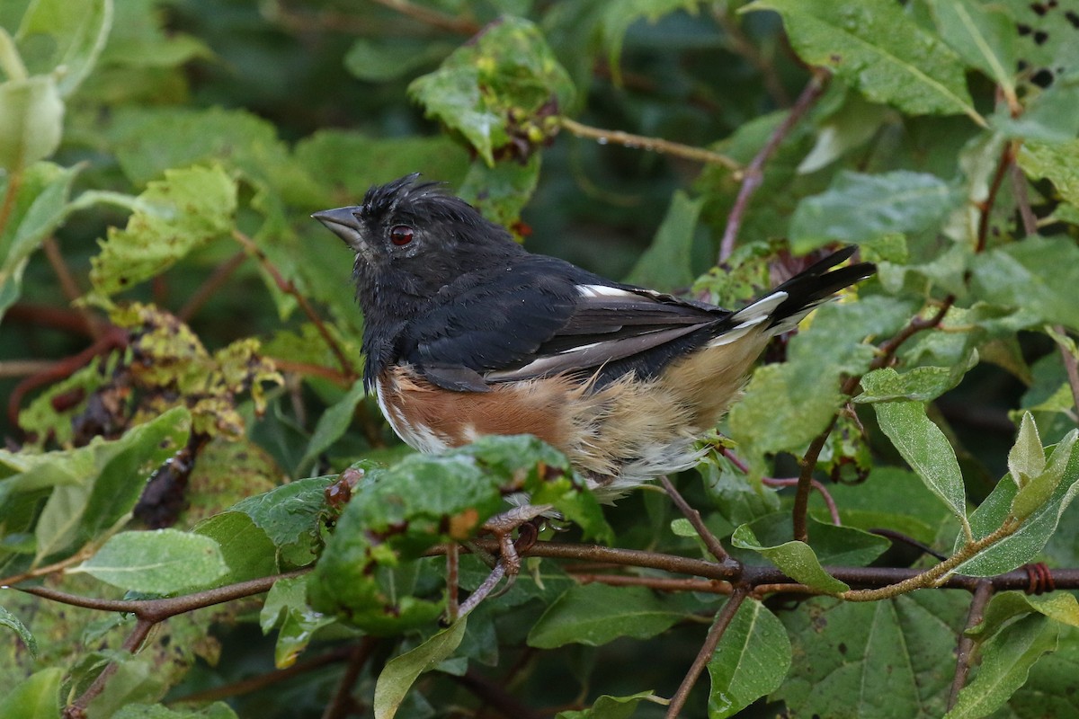 Eastern Towhee - ML177794581