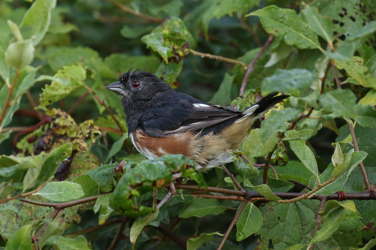 Eastern Towhee - ML177794601
