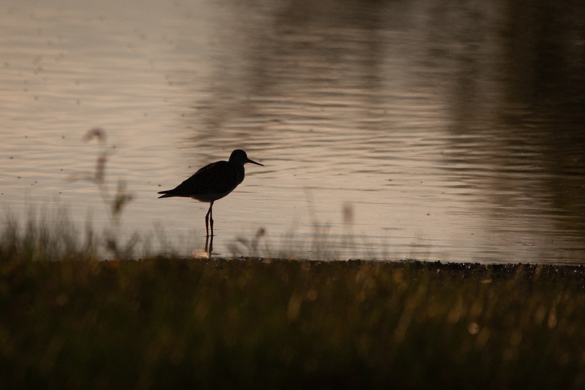 Greater Yellowlegs - ML177794991