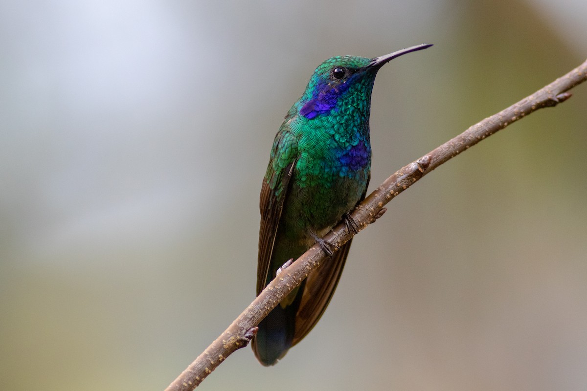 Mexican Violetear - ML177796531