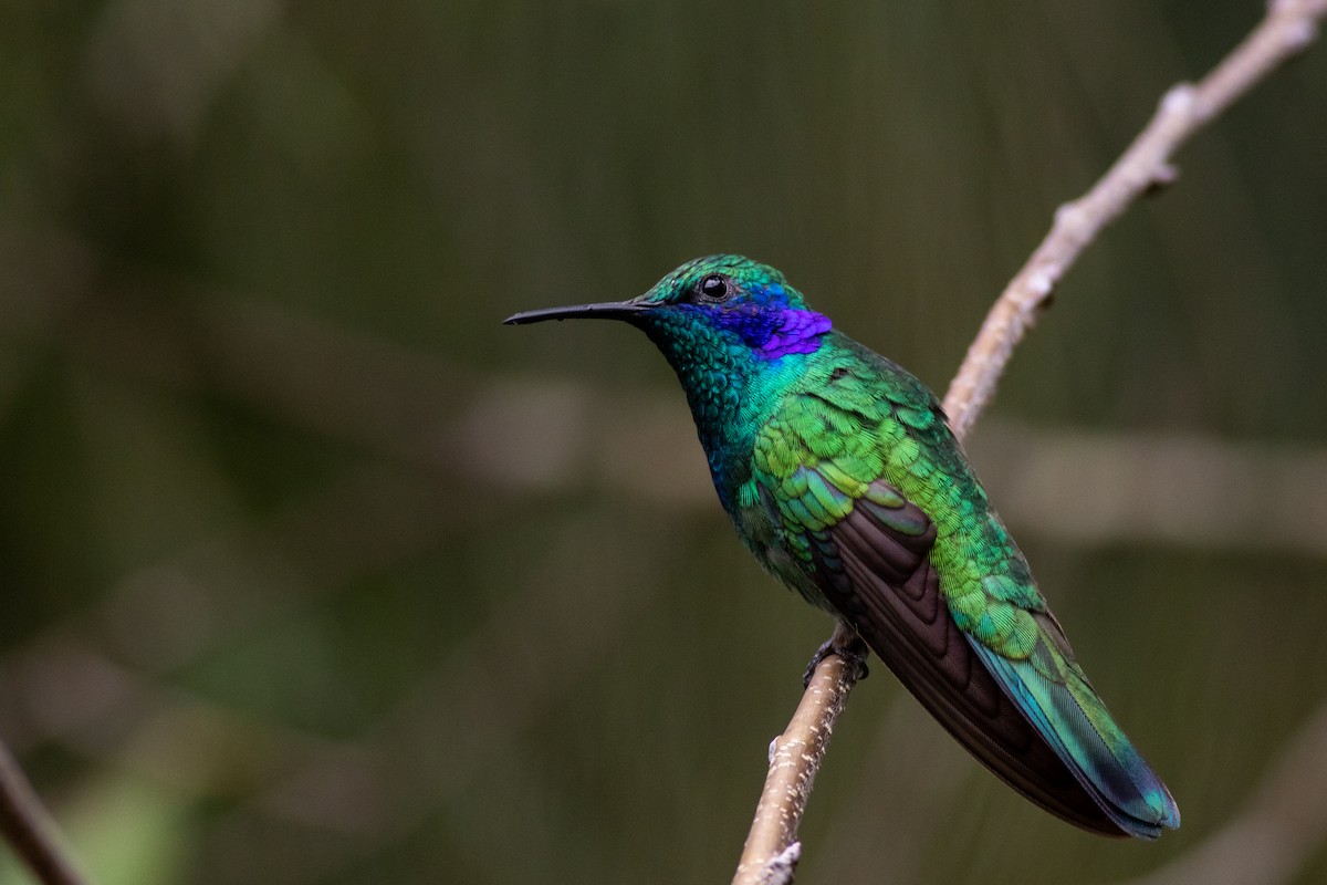 Mexican Violetear - ML177796571