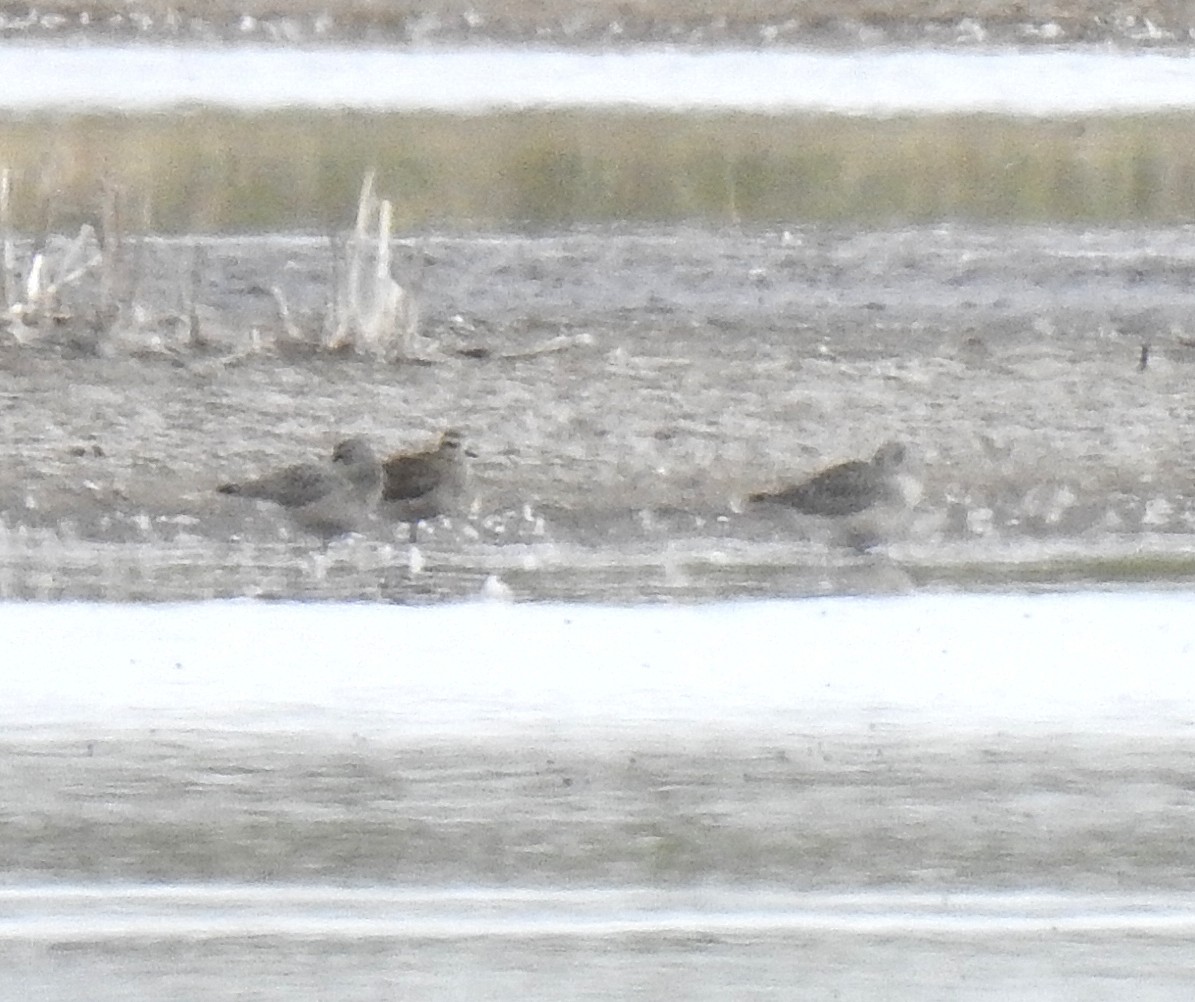 American Golden-Plover - ML177798641