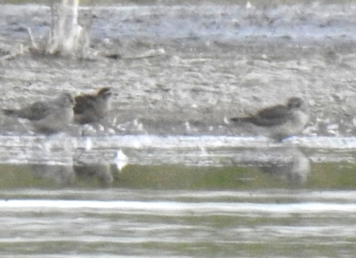 American Golden-Plover - ML177798801