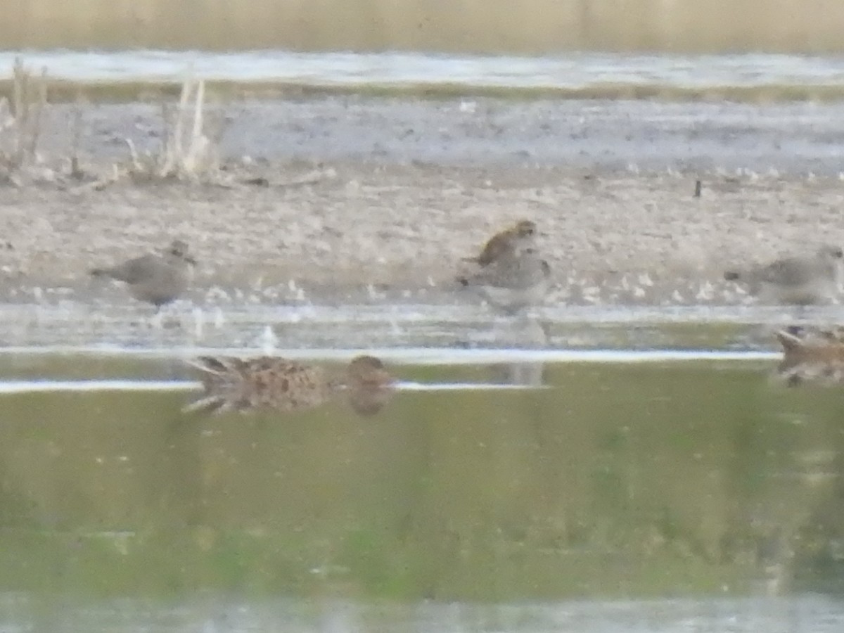 American Golden-Plover - ML177798871