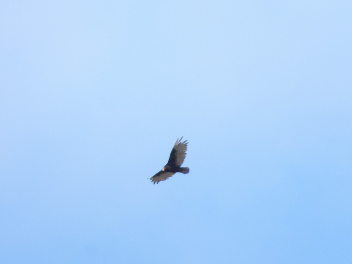 Turkey Vulture - ML177799231