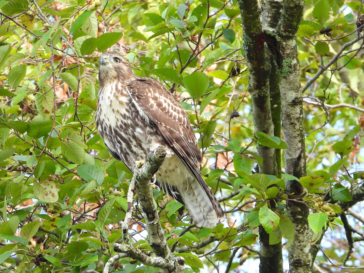 Red-tailed Hawk - ML177799711