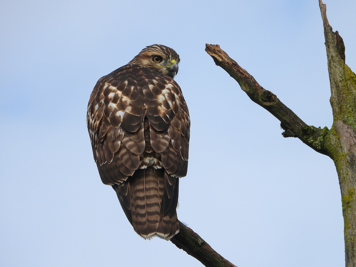 Red-tailed Hawk - ML177799921