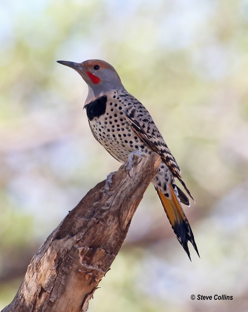 Northern Flicker (Yellow-shafted x Red-shafted) - ML177802291