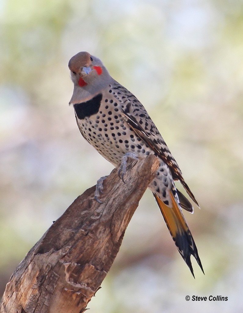 Northern Flicker (Yellow-shafted x Red-shafted) - ML177802301