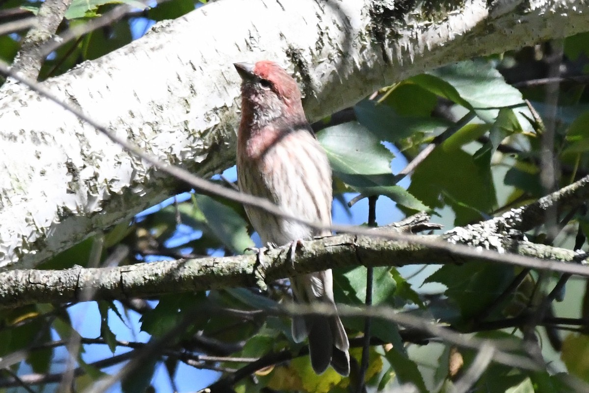 House Finch - Cathryn Dippo