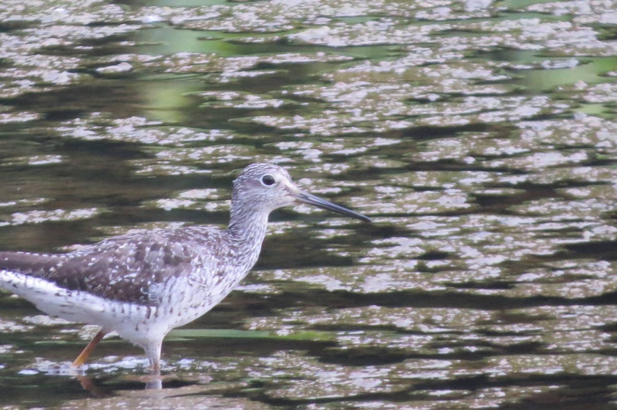 Greater Yellowlegs - Matias Díaz